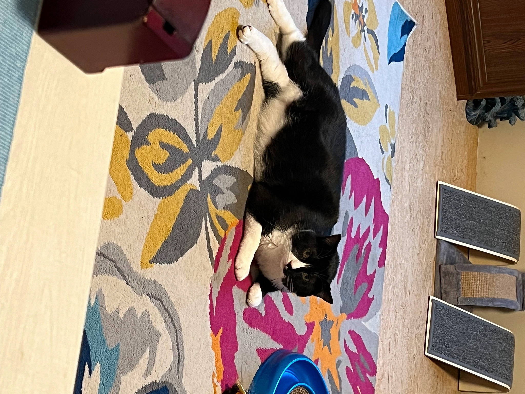 Arlo is registered to the contest to win money with this photo: art, carnivore, cat, dog_breed, facade, fawn, felidae, flooring, graphic_design, linens, magenta, pattern, room, small_to_medium_sized_cats, sporting_group, tail, textile, visual_arts, window, wood