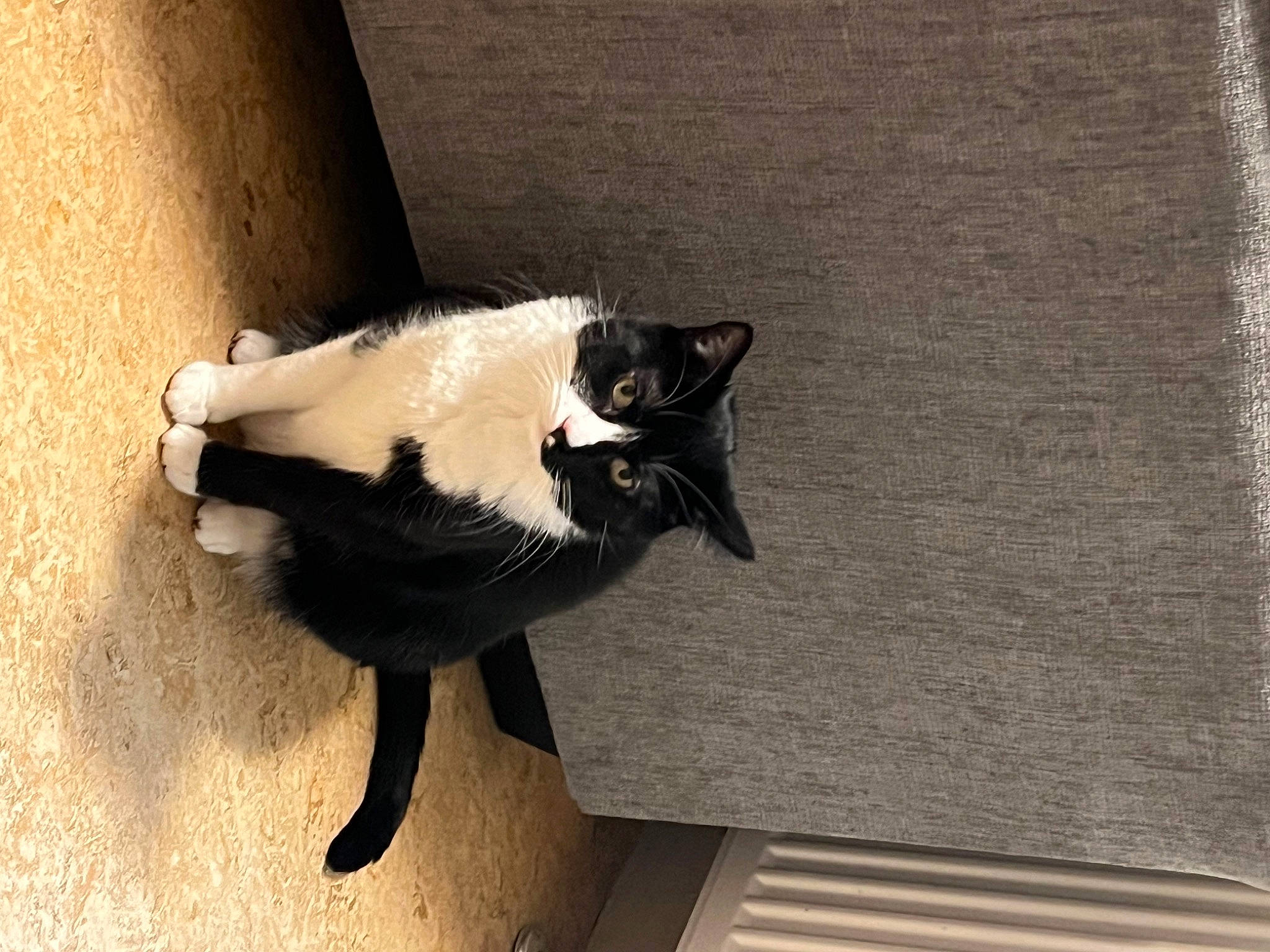 Arlo joined the competition — help win amazing prizes! black_cat, canidae, carnivore, cat, domestic_short_haired_cat, felidae, flooring, formal_wear, fur, grey, hardwood, pet_supply, shadow, small_to_medium_sized_cats, snout, tail, terrestrial_animal, tints_and_shades, whiskers, wood