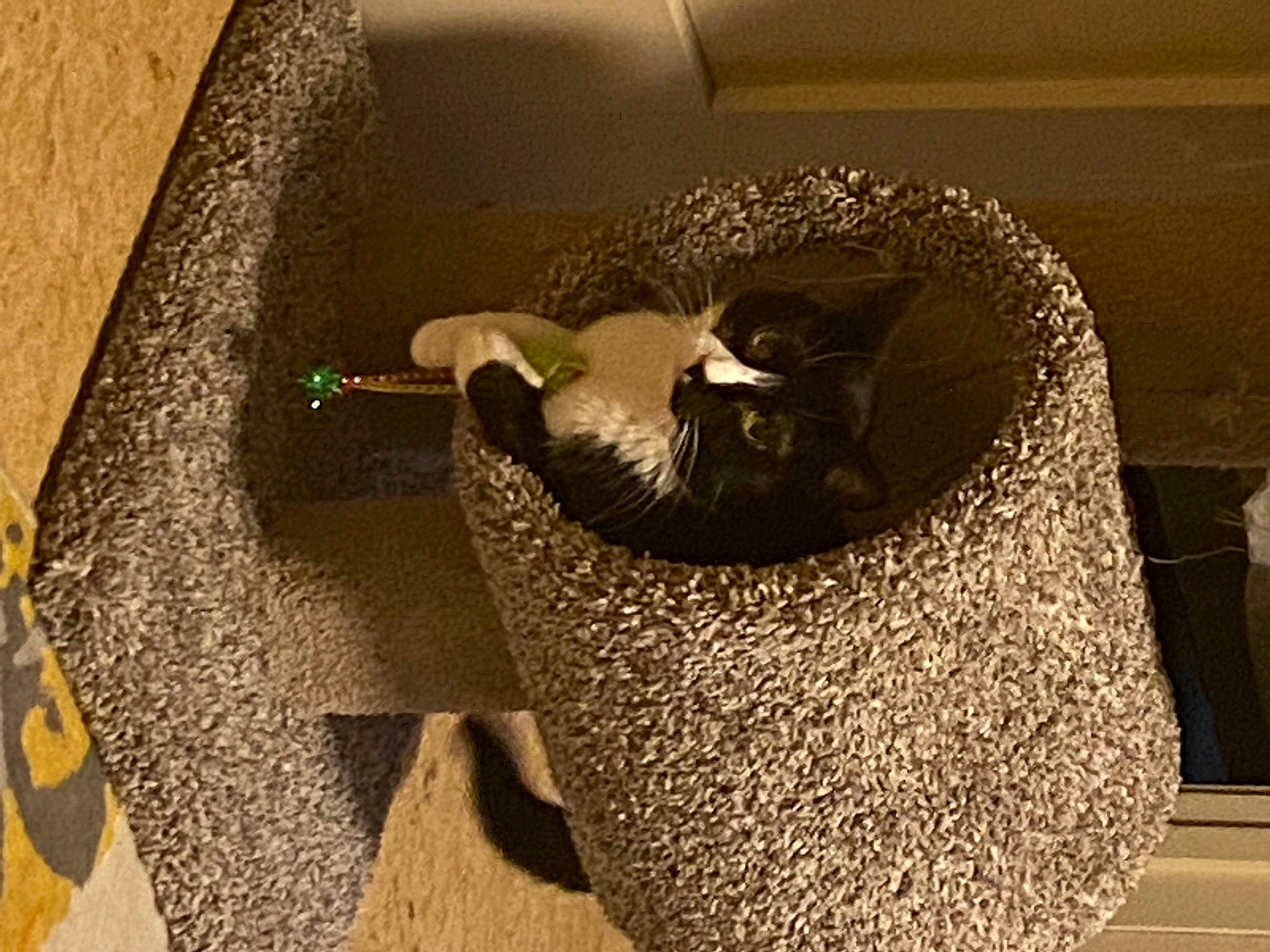 Arlo joined the competition — help win amazing prizes! art, artifact, ceiling, circle, flooring, home_accessories, houseplant, metal, plant, pottery, room, serveware, shadow, still_life, still_life_photography, tail, terrestrial_animal, visual_arts, wood