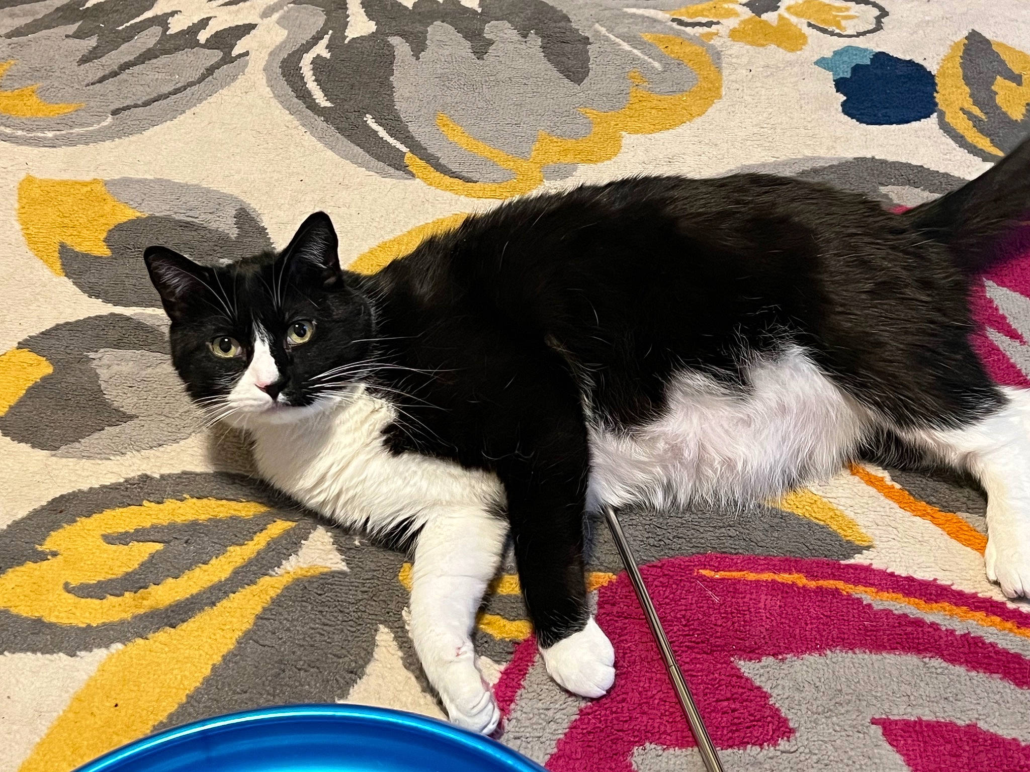 Arlo is registered to the contest to win money with this photo: art, carnivore, cat, cat_supply, claw, domestic_short_haired_cat, electric_blue, felidae, flooring, fur, illustration, paint, painting, paw, small_to_medium_sized_cats, tail, terrestrial_animal, whiskers