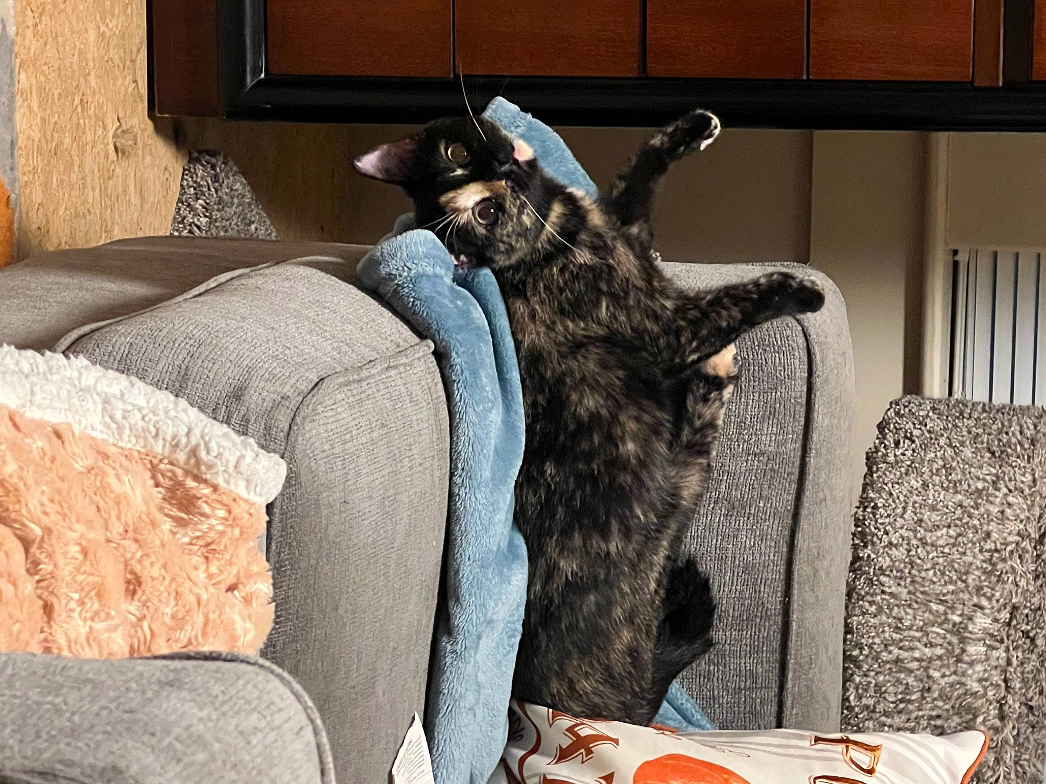 Zoe joined the competition — help win amazing prizes! carnivore, comfort, companion_dog, couch, dog_breed, domestic_short_haired_cat, fawn, felidae, flooring, fur, grey, linens, living_room, small_to_medium_sized_cats, studio_couch, tail, textile, whiskers, wood, working_animal