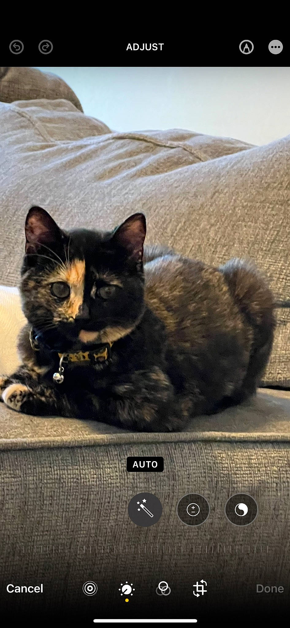 Zoe joined the competition — help win amazing prizes! box, carnivore, cat, comfort, domestic_short_haired_cat, felidae, fur, landscape, linens, paw, photo_caption, sitting, small_to_medium_sized_cats, snout, tail, vertebrate, whiskers