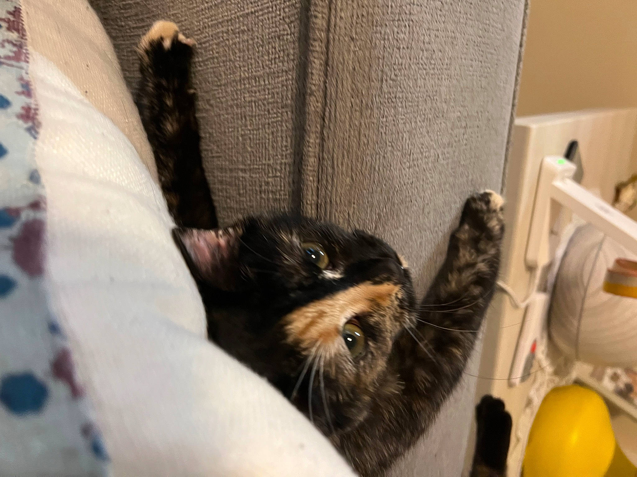 Zoe joined the competition — help win amazing prizes! bed, claw, comfort, companion_dog, dog, dog_breed, dog_supply, felidae, fur, mouse, plastic, room, schnauzer, small_terrier, small_to_medium_sized_cats, tail, terrier, toy, toy_dog, whiskers