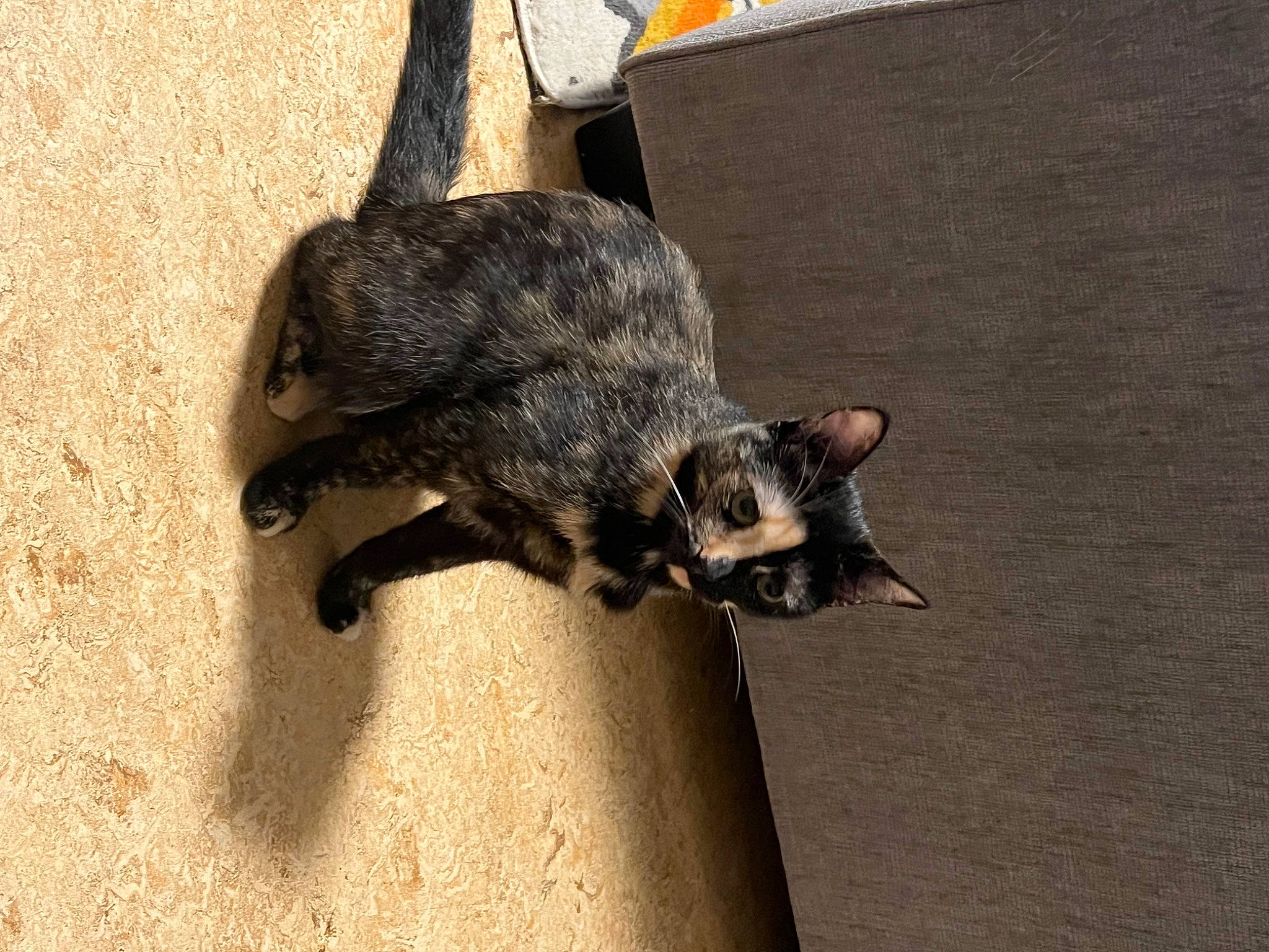 Zoe joined the competition — help win amazing prizes! canidae, carnivore, cat, claw, dog_breed, domestic_short_haired_cat, felidae, fur, paw, road_surface, shadow, small_to_medium_sized_cats, snout, soil, tail, terrestrial_animal, whiskers