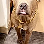 Blue is registered to the contest to win money with this photo: animal, bone_tag, brown_fur, canine, close_up, curious, cute, dog, domestic, ears, friendly, gold_chain, indoor, nose, paws, pet, portrait, standing, tile_floor, tongue_out