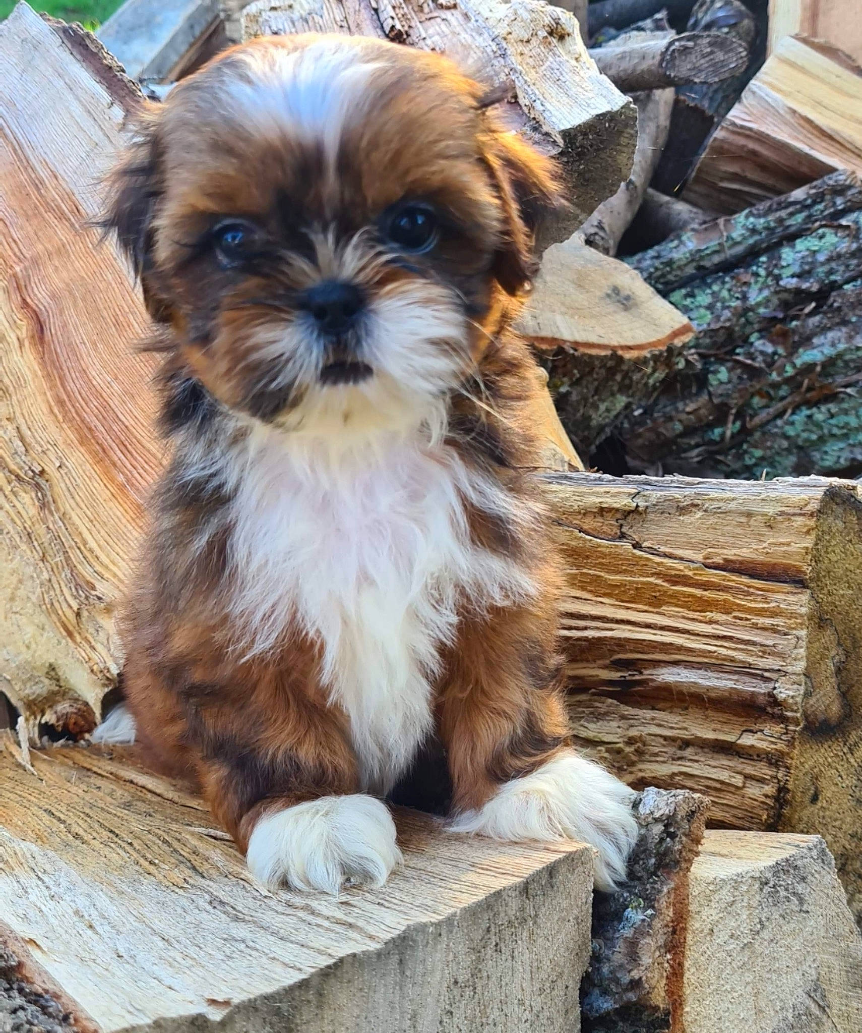 Raclette participe au concours pour gagner de l'argent avec cette photo : biewer_terrier, canidae, carnivore, companion_dog, dog, dog_breed, fawn, fur, liver, maltepoo, small_terrier, snout, sporting_group, terrestrial_animal, terrier, toy_dog, wood, working_animal, working_terrier, yorkipoo