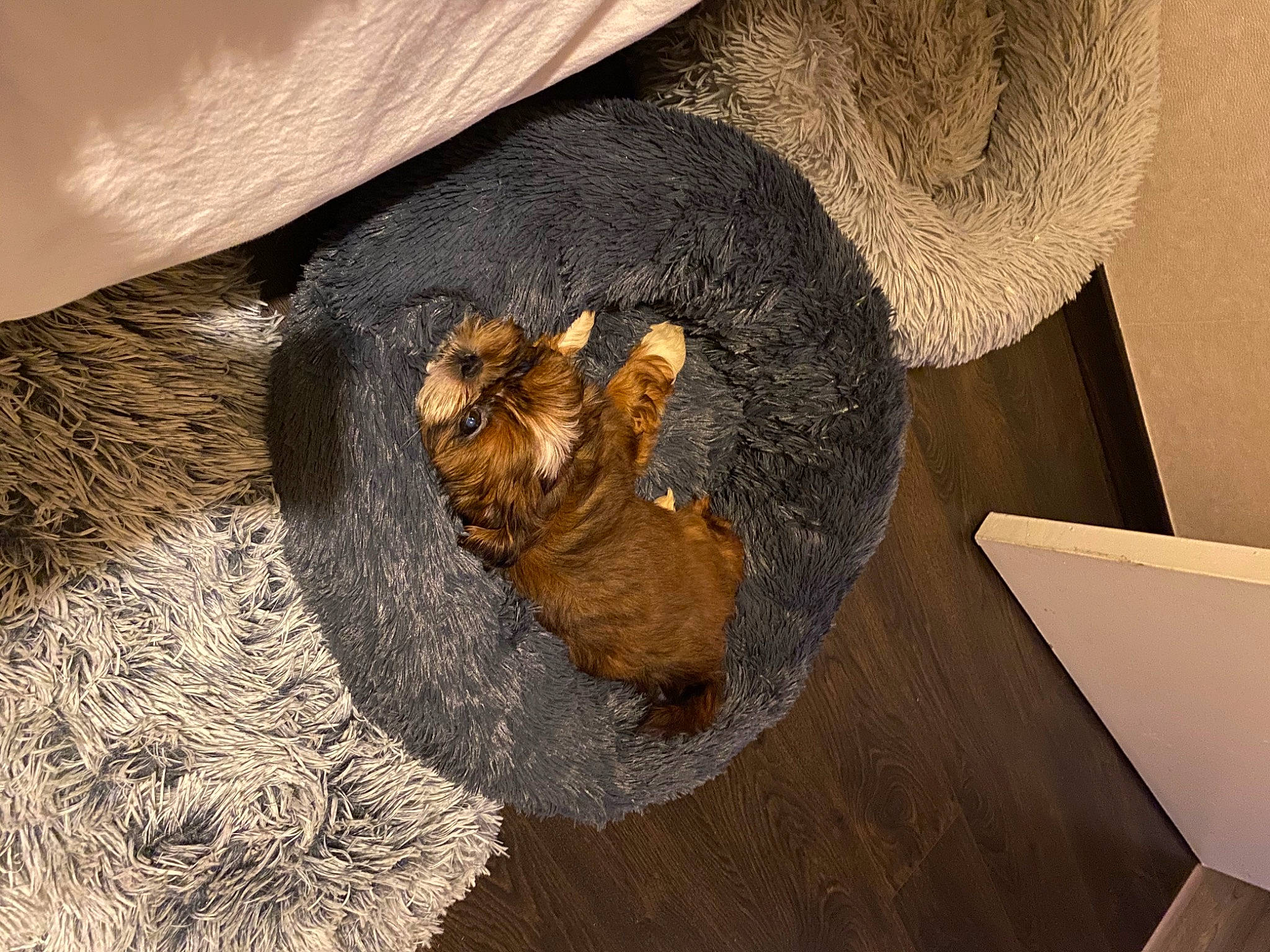 Raclette a rejoint le concours — aidez-le/la à gagner de superbes lots ! art, carnivore, comfort, couch, dog_breed, fawn, feather, felidae, fur, fur_clothing, human_leg, liver, natural_material, small_to_medium_sized_cats, sporting_group, tail, terrestrial_animal, whiskers, wood, wool