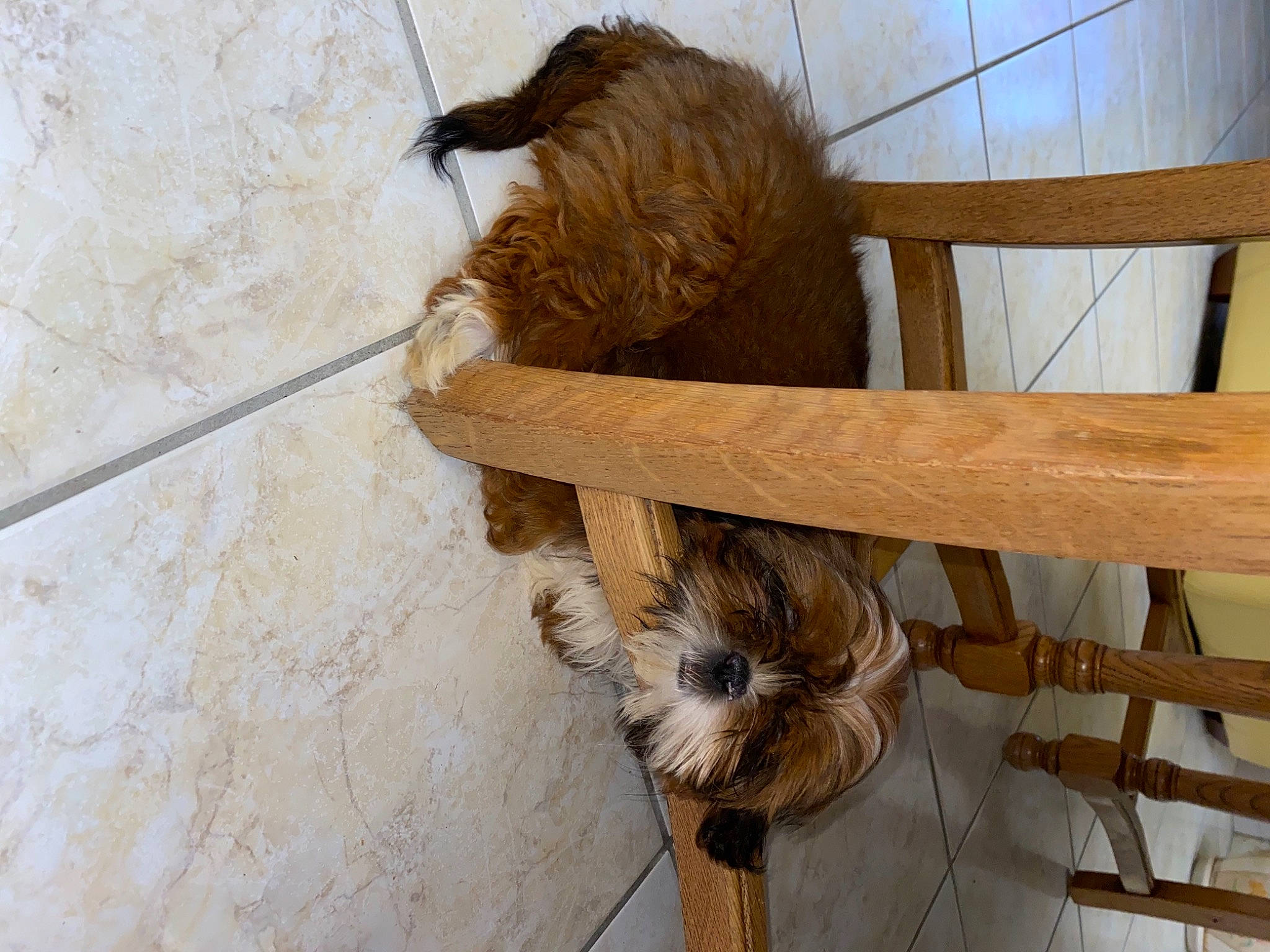 Raclette participe au concours pour gagner de l'argent avec cette photo : carnivore, companion_dog, dog, dog_breed, fawn, flooring, fur, hardwood, liver, natural_material, pet_supply, rope, rope_rhythmic_gymnastics, snout, sporting_group, tail, terrestrial_animal, wood, wood_stain, working_animal