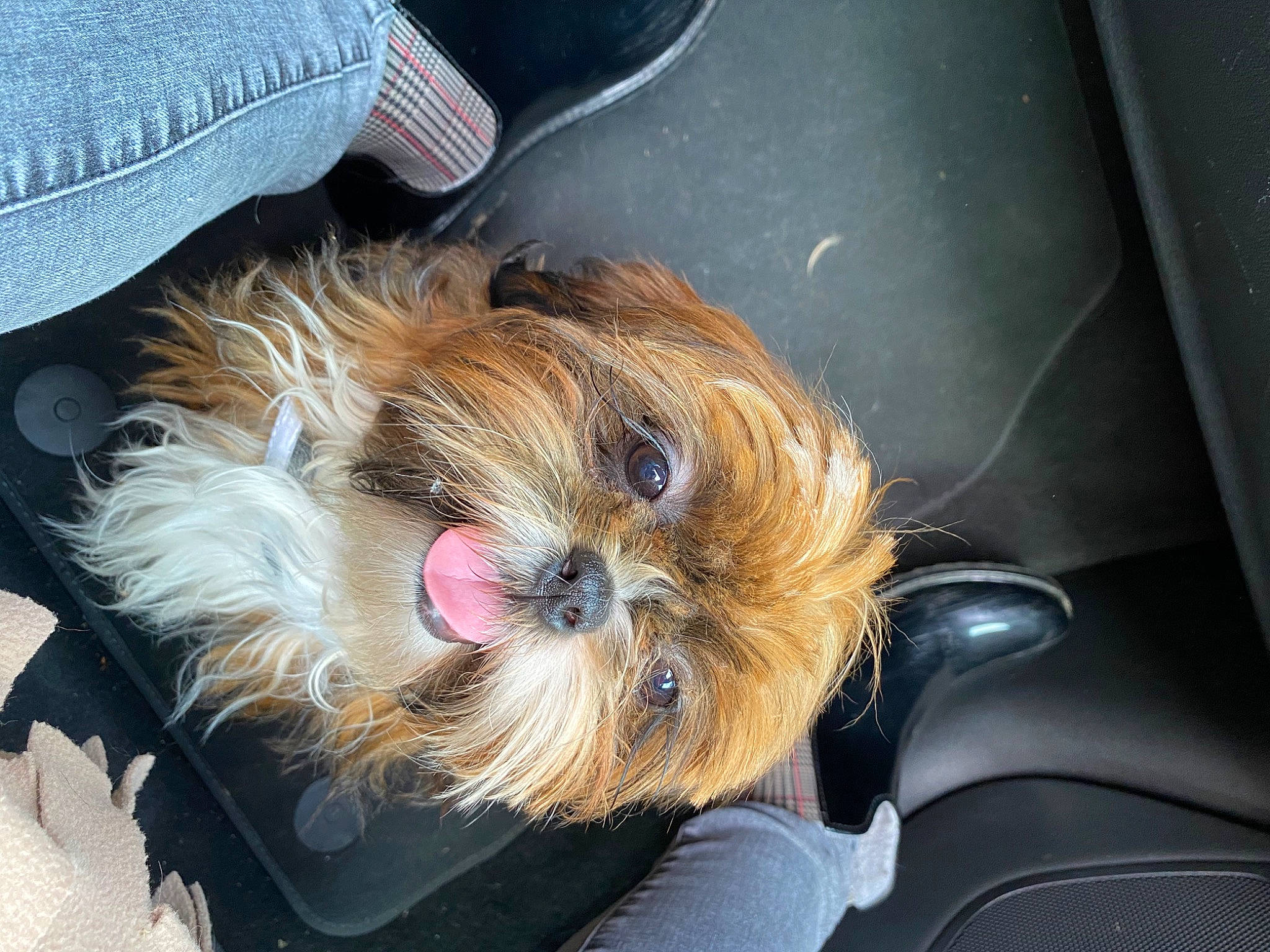 Raclette a rejoint le concours — aidez-le/la à gagner de superbes lots ! auto_part, biewer_terrier, canidae, carnivore, companion_dog, dog, dog_breed, dog_supply, fawn, fur, liver, maltepoo, paw, small_terrier, snout, sporting_group, terrier, toy_dog, vehicle_door, windshield