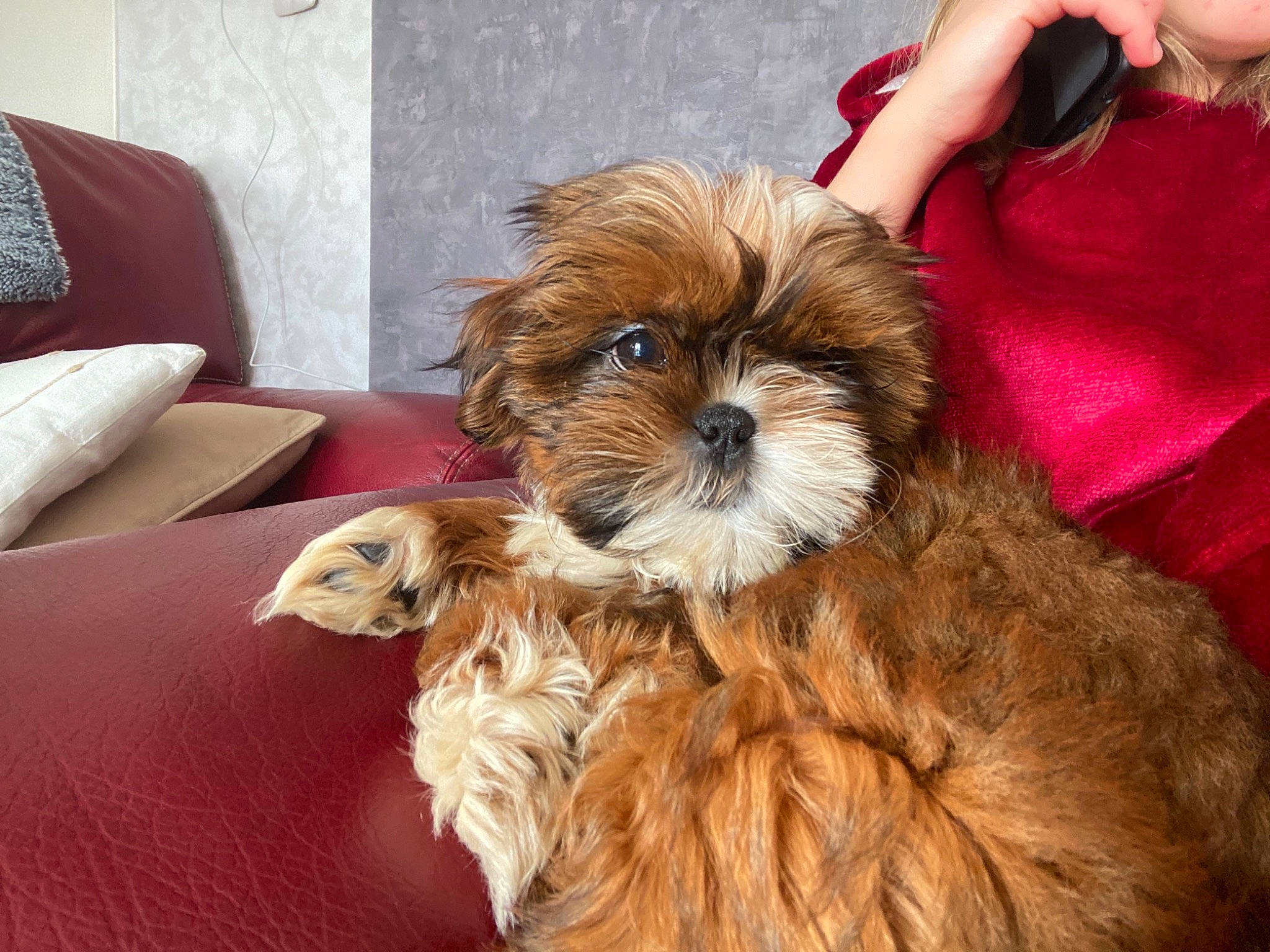 Raclette participe au concours pour gagner de l'argent avec cette photo : biewer_terrier, canidae, carnivore, comfort, companion_dog, dog, dog_breed, dog_supply, fawn, fur, liver, puppy_love, shih_tzu, small_terrier, snout, sporting_group, terrier, toy_dog, working_animal, yorkipoo