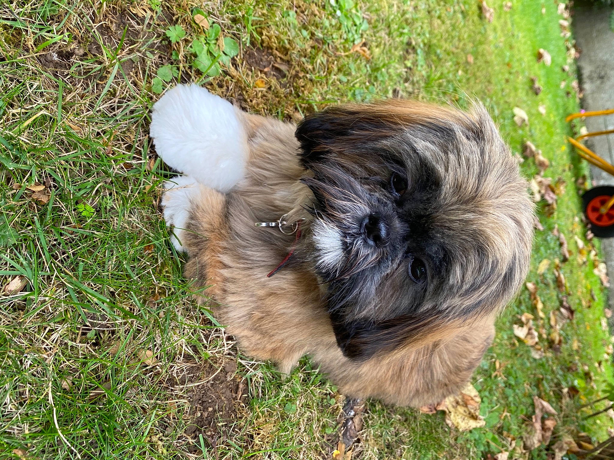 Rayla participe au concours pour gagner de l'argent avec cette photo : canidae, carnivore, companion_dog, dog, dog_breed, fawn, fur, goats, grass, liver, livestock, puppy, small_terrier, snout, soil, sporting_group, terrestrial_animal, terrier, toy_dog, working_animal