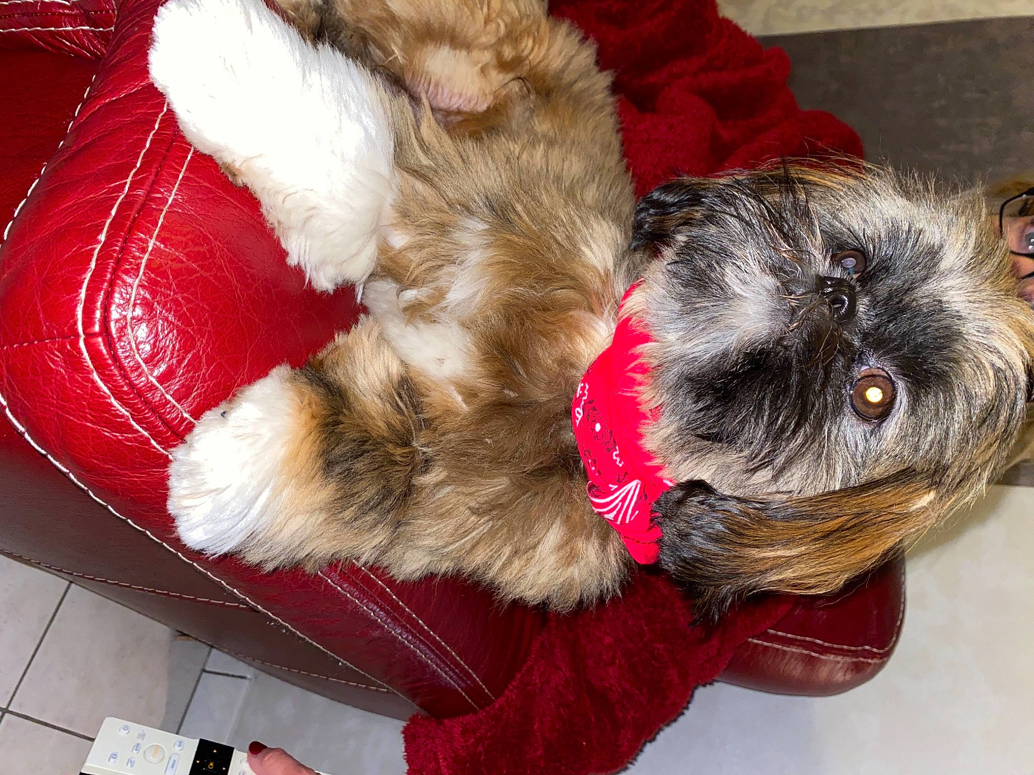 Rayla a rejoint le concours — aidez-le/la à gagner de superbes lots ! carnivore, collar, comfort, companion_dog, dog, dog_breed, dog_supply, fawn, felidae, fur, liver, mammal, pet_supply, small_terrier, snout, tail, toy_dog, vertebrate, whiskers, working_animal