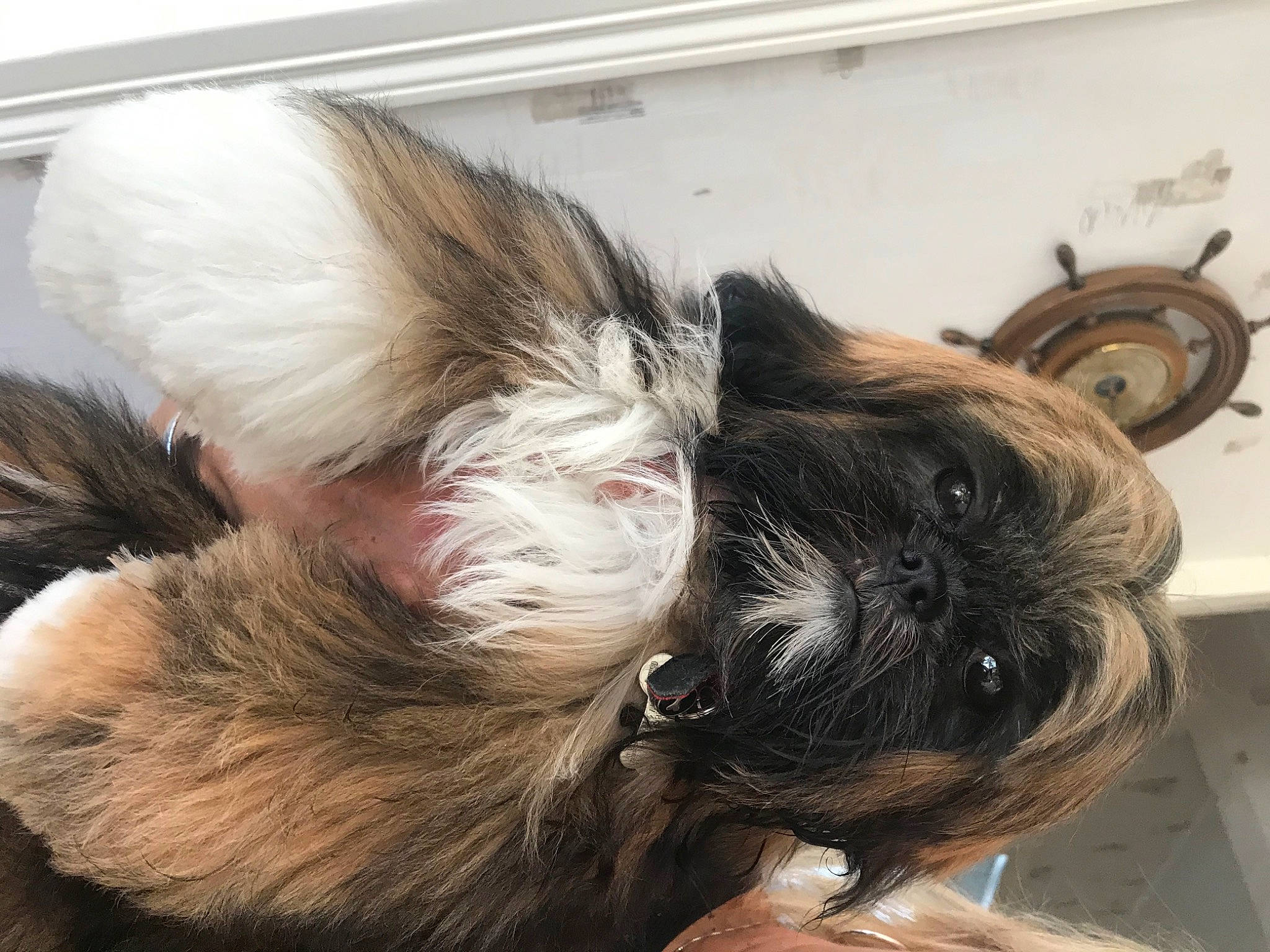 Rayla a rejoint le concours — aidez-le/la à gagner de superbes lots ! canidae, carnivore, claw, companion_dog, dog, dog_breed, ear, fawn, felidae, fur, liver, nap, paw, small_to_medium_sized_cats, snout, sporting_group, tail, toy_dog, whiskers, working_animal