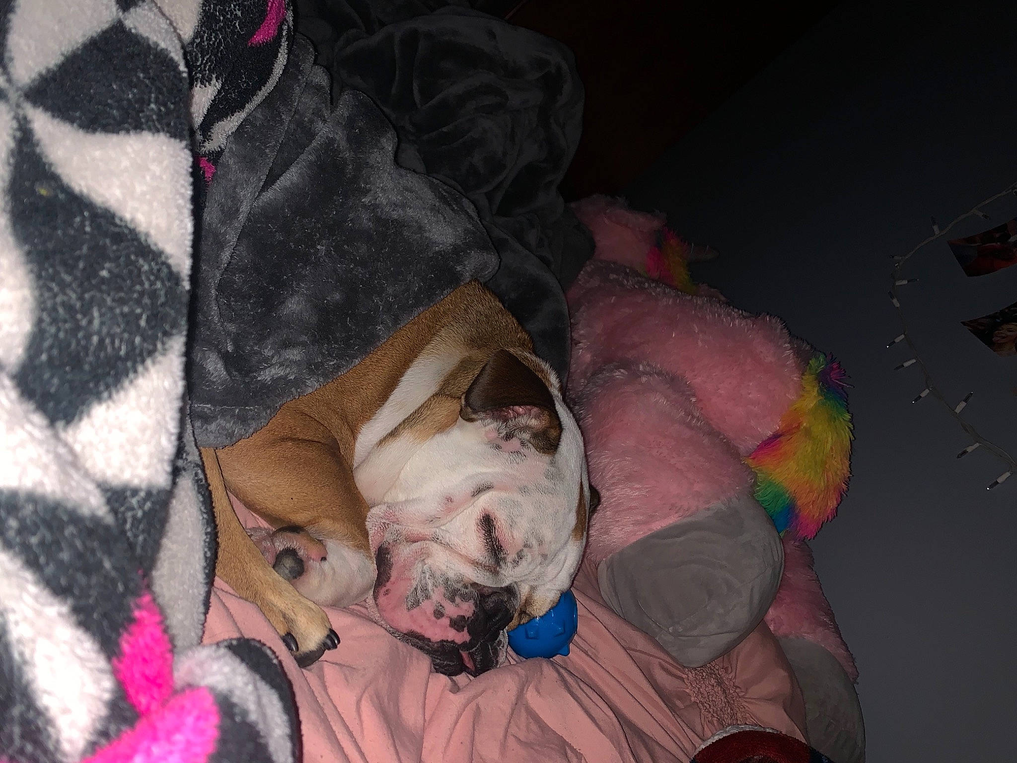 George joined the competition — help win amazing prizes! bulldog, canidae, carnivore, comfort, companion_dog, dog, dog_breed, dog_clothes, dog_supply, fawn, fur, grey, linens, pattern, snout, sporting_group, toy_dog, whiskers, working_animal, wrinkle