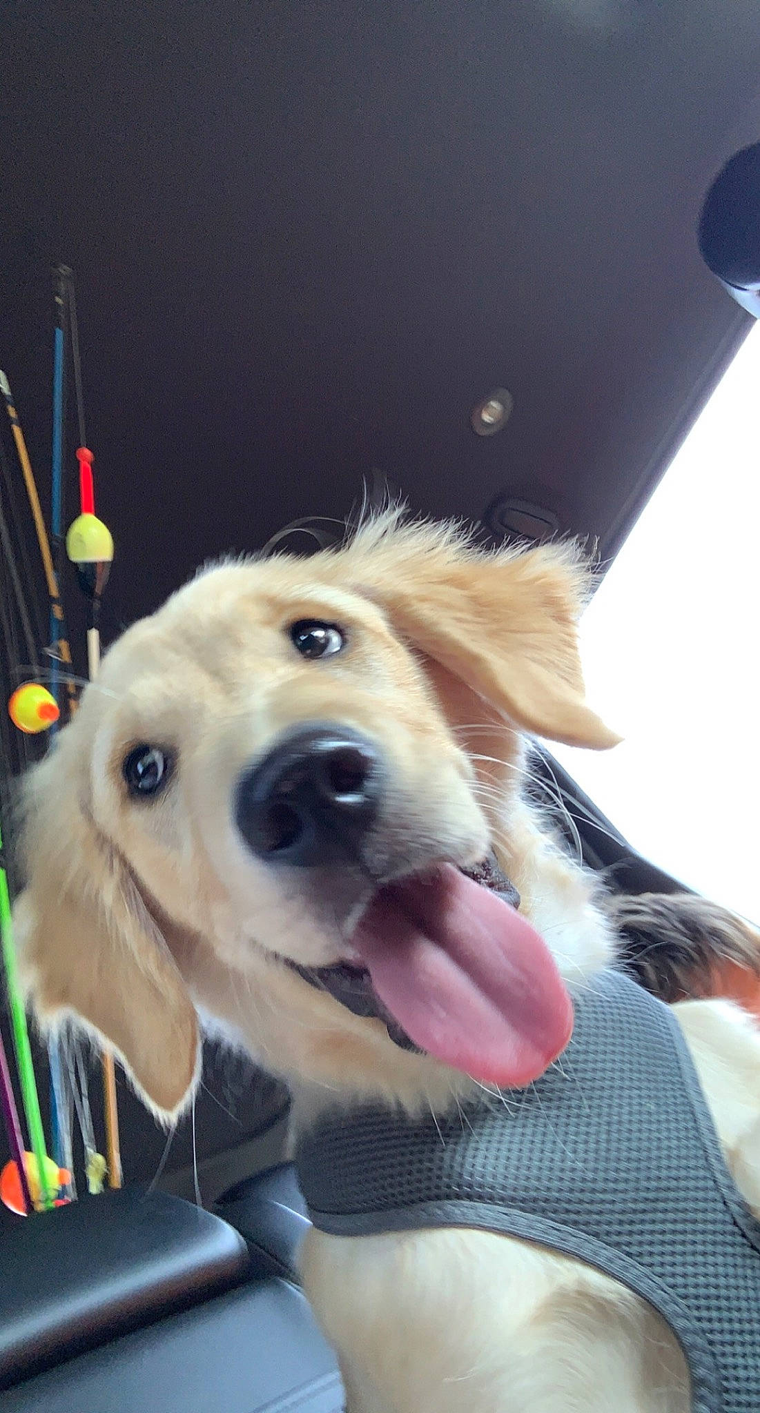 Maverick joined the competition — help win amazing prizes! canidae, carnivore, collar, companion_dog, dog, dog_breed, ear, fawn, fur, happy, mammal, paw, plant, retriever, selfie, snout, sporting_group, vertebrate, whiskers, working_animal