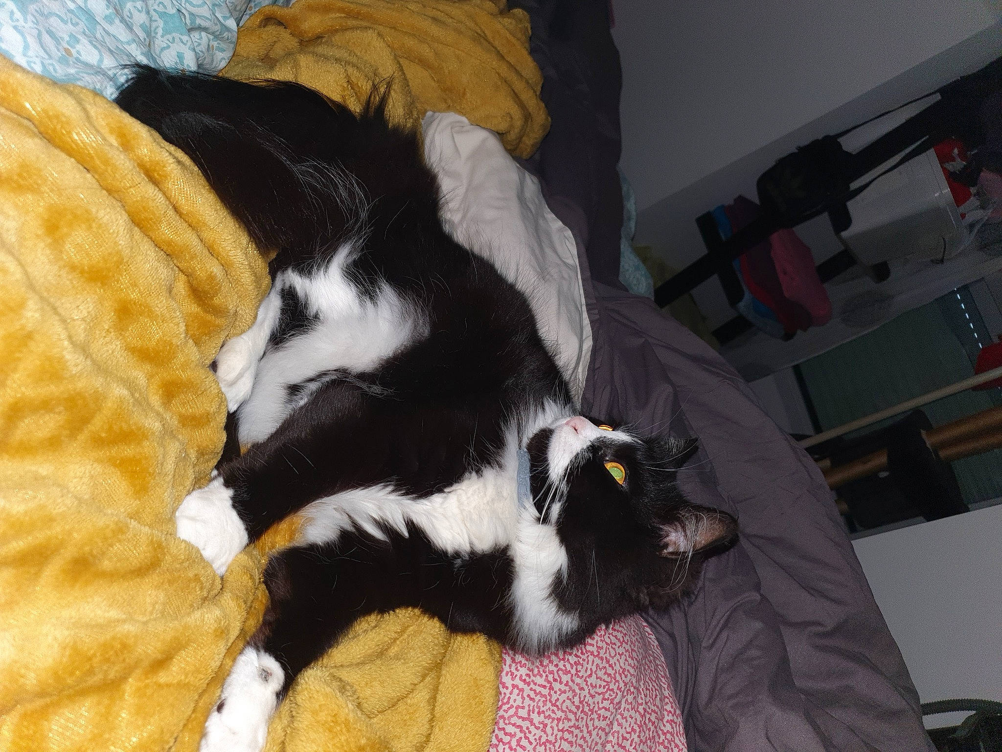 Jacky participe au concours pour gagner de l'argent avec cette photo : canidae, carnivore, cat, cat_supply, claw, comfort, companion_dog, couch, dog_breed, felidae, fur, linens, nap, room, small_to_medium_sized_cats, snout, sporting_group, tail, terrestrial_animal, whiskers