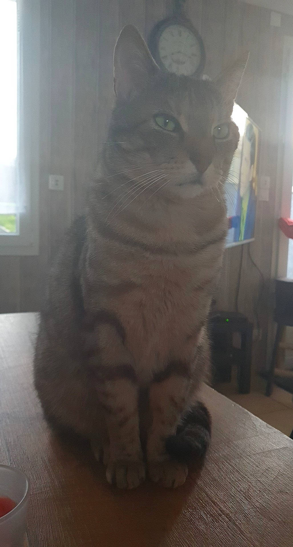 Réglisse a rejoint le concours — aidez-le/la à gagner de superbes lots ! carnivore, cat, comfort, domestic_short_haired_cat, felidae, flooring, fur, hardwood, paw, sitting, small_to_medium_sized_cats, snout, tail, terrestrial_animal, whiskers, window, wood