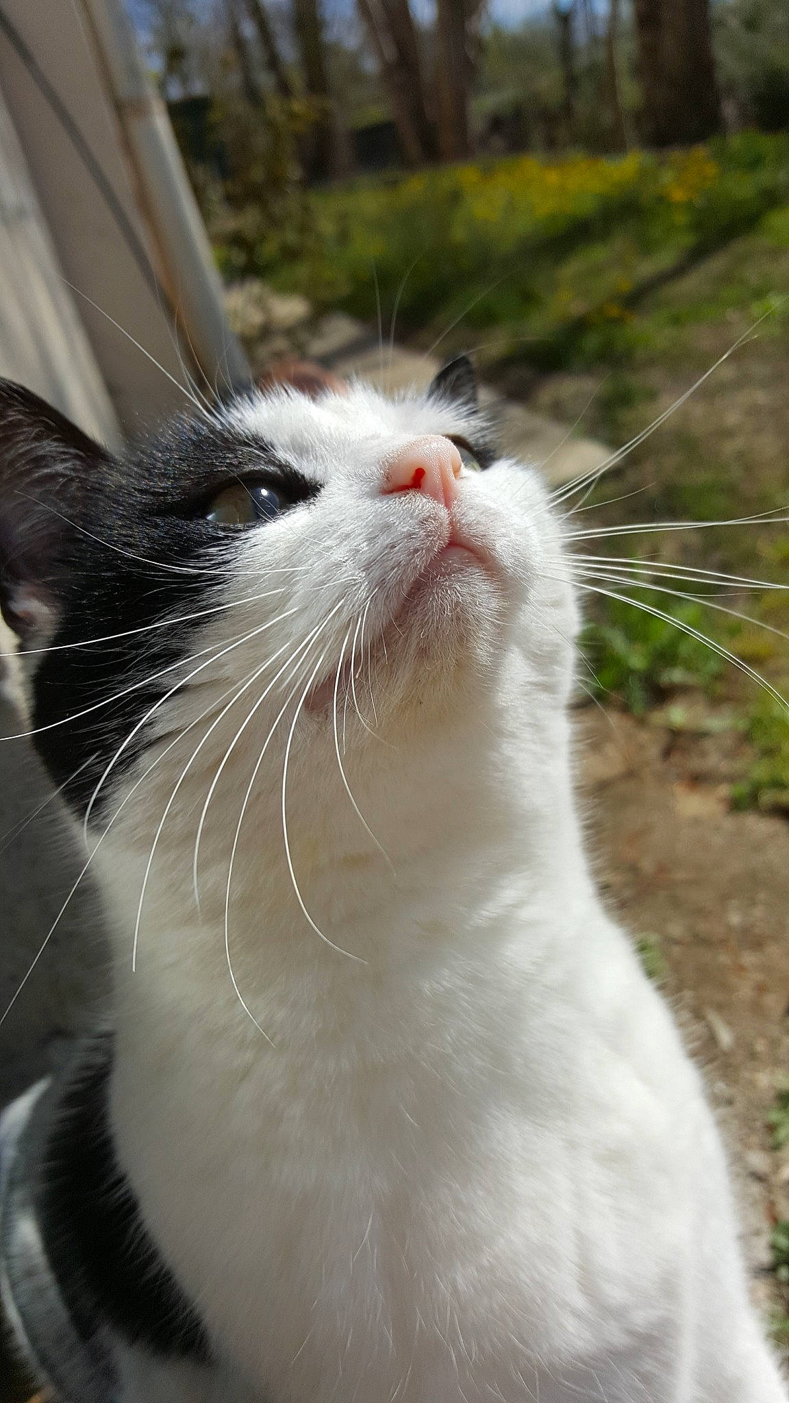 Pussycat participe au concours pour gagner de l'argent avec cette photo : aegean_cat, american_wirehair, carnivore, cat, domestic_short_haired_cat, facial_expression, felidae, fur, nose, small_to_medium_sized_cats, snout, turkish_van, whiskers