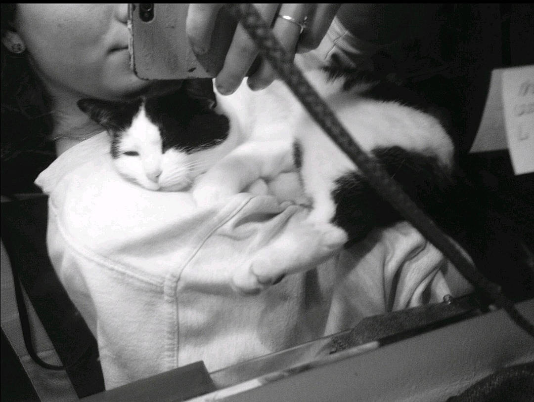 Pussycat a rejoint le concours — aidez-le/la à gagner de superbes lots ! black_and_white, black_hair, cat, ear, felidae, monochrome, monochrome_photography, photograph, photography, small_to_medium_sized_cats, snapshot, style, whiskers