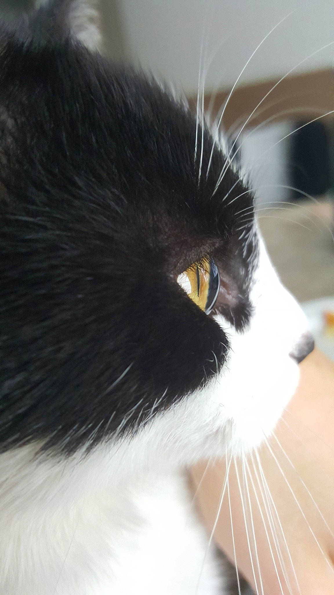 Pussycat a rejoint le concours — aidez-le/la à gagner de superbes lots ! aegean_cat, black_and_white, carnivore, cat, close_up, domestic_long_haired_cat, domestic_short_haired_cat, ear, eye, felidae, fur, norwegian_forest_cat, nose, organ, small_to_medium_sized_cats, snout, whiskers