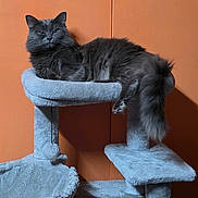 Greyson is registered to the contest to win money with this photo: cat, gray_cat, fluffy, cat_tree, pet, indoor, furniture, orange_wall, relaxed, animal, feline, paw, tail, scratching_post, plush, cozy, sitting, looking, domestic_cat, house_pet