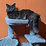 cat, gray_cat, fluffy, cat_tree, pet, indoor, furniture, orange_wall, relaxed, animal, feline, paw, tail, scratching_post, plush, cozy, sitting, looking, domestic_cat, house_pet