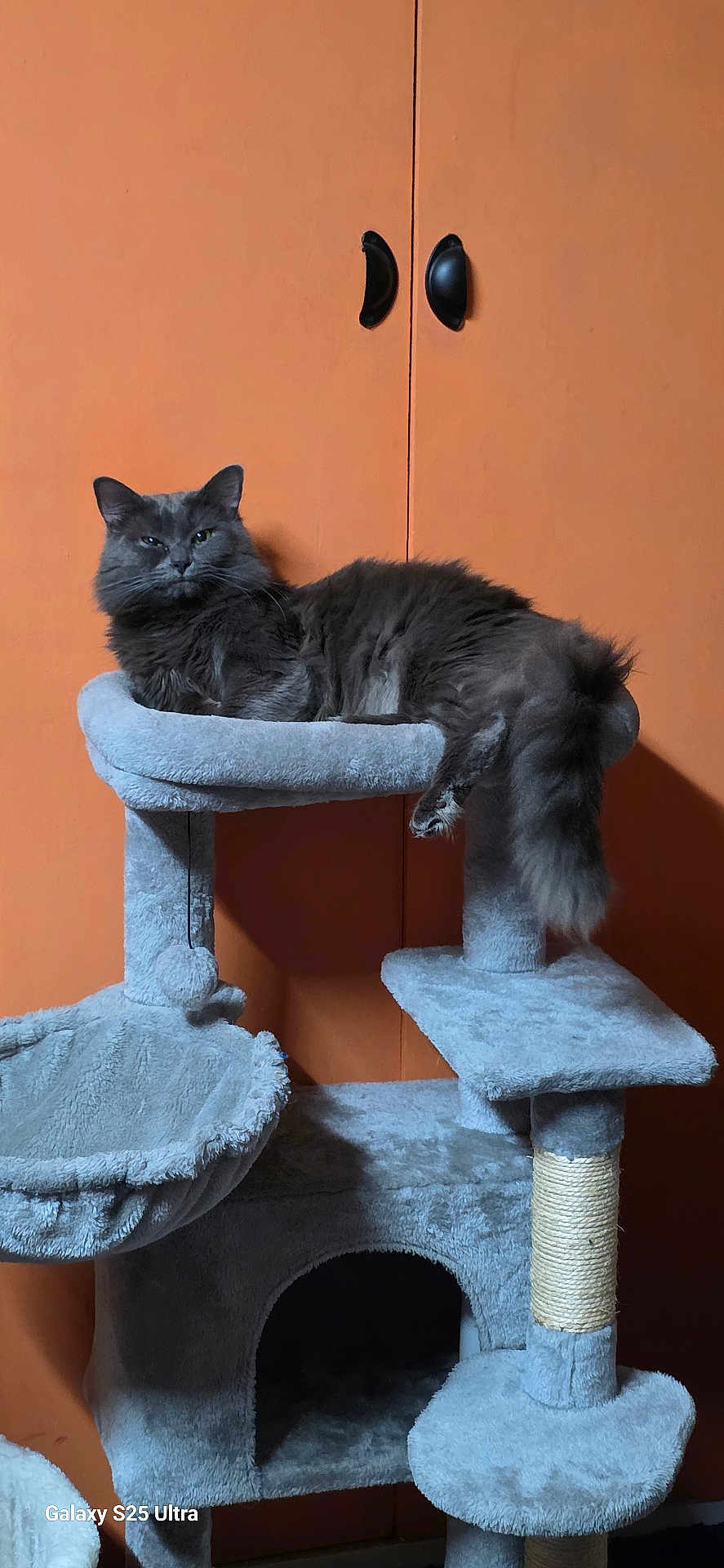 Greyson is registered to the contest to win money with this photo: cat, gray_cat, fluffy, cat_tree, pet, indoor, furniture, orange_wall, relaxed, animal, feline, paw, tail, scratching_post, plush, cozy, sitting, looking, domestic_cat, house_pet