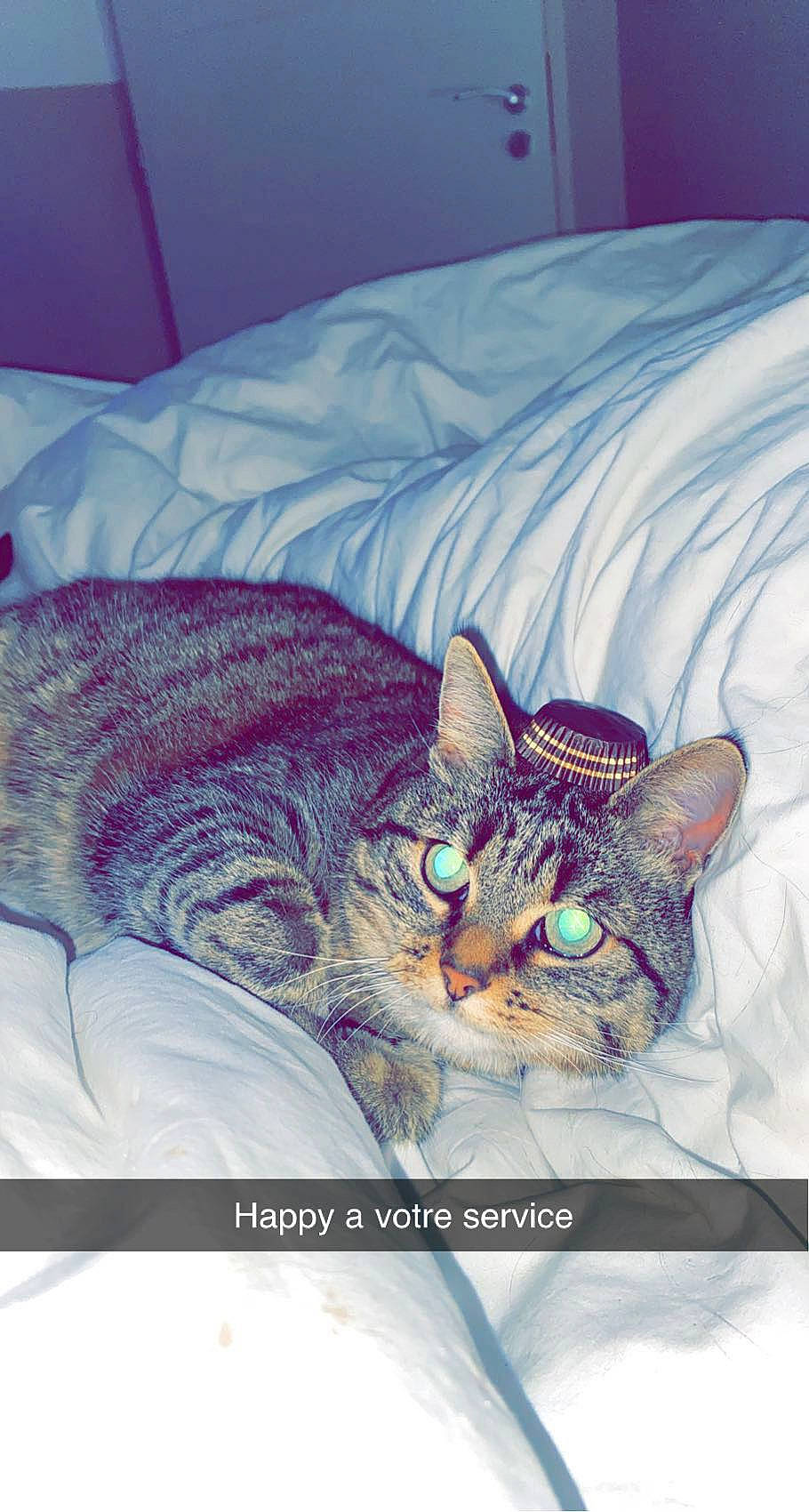 Happy a rejoint le concours — aidez-le/la à gagner de superbes lots ! bed, bed_sheet, bedding, bedroom, carnivore, cat, cat_supply, comfort, domestic_short_haired_cat, felidae, fur, grey, linens, nap, pillow, sleep, small_to_medium_sized_cats, snout, tail, whiskers