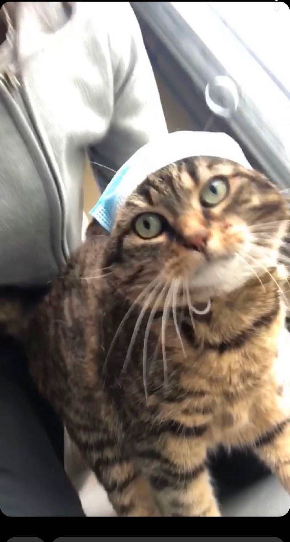 Happy participe au concours pour gagner de l'argent avec cette photo : carnivore, cat, claw, domestic_short_haired_cat, eye, felidae, fur, hair, head, mammal, sleeve, small_to_medium_sized_cats, snout, terrestrial_animal, whiskers, wildlife