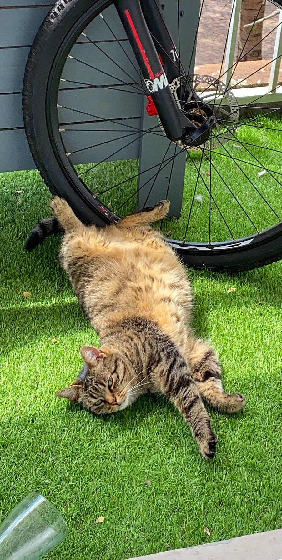 Happy participe au concours pour gagner de l'argent avec cette photo : automotive_tire, bicycle, bicycle_chain, bicycle_fork, bicycle_frame, bicycle_hub, bicycle_tire, bicycle_wheel, bicycle_wheel_rim, bicycles_equipment_and_supplies, cat, crankset, green, hub_gear, mammal, motor_vehicle, plant, tire, vehicle, wheel