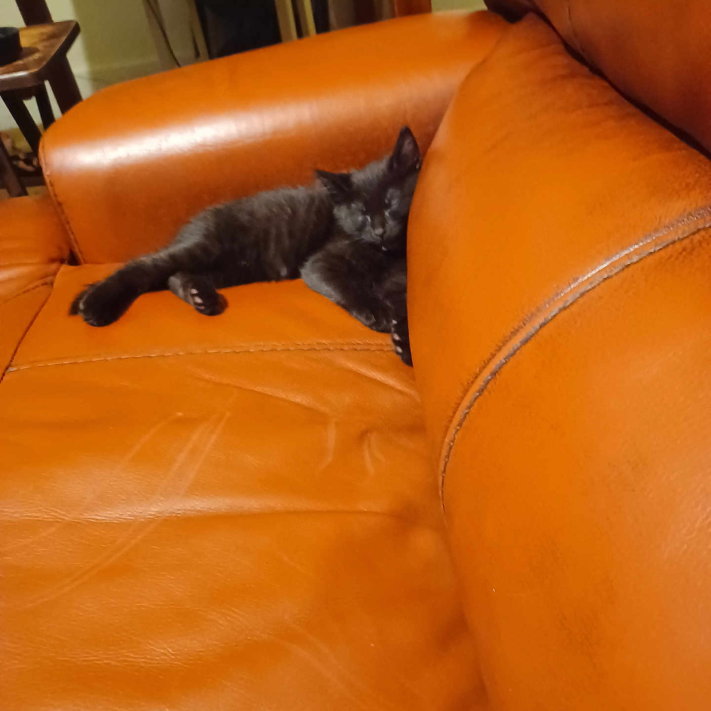 Wesly is registered to the contest to win money with this photo: cat, kitten, sleeping, orange_couch, leather, indoor, furniture, pet, cozy, relaxing, animal, resting, paw, black_fur, home, living_room, seat, cute, small, soft