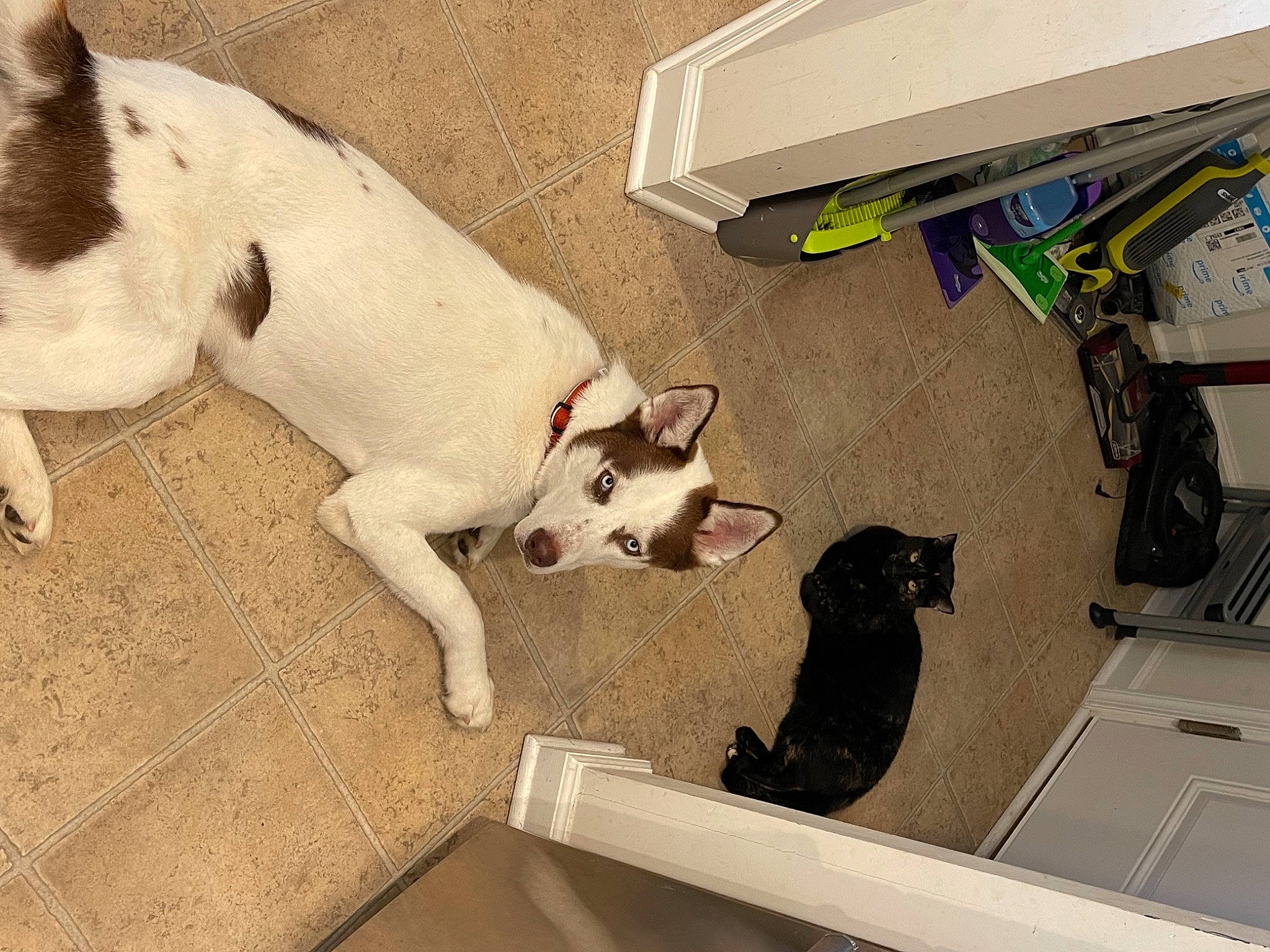 Max joined the competition — help win amazing prizes! ancient_dog_breeds, canidae, carnivore, companion_dog, dog, dog_breed, fawn, felidae, flooring, hardwood, paw, small_to_medium_sized_cats, sporting_group, tail, terrestrial_animal, toy_dog, whiskers, wood, working_animal