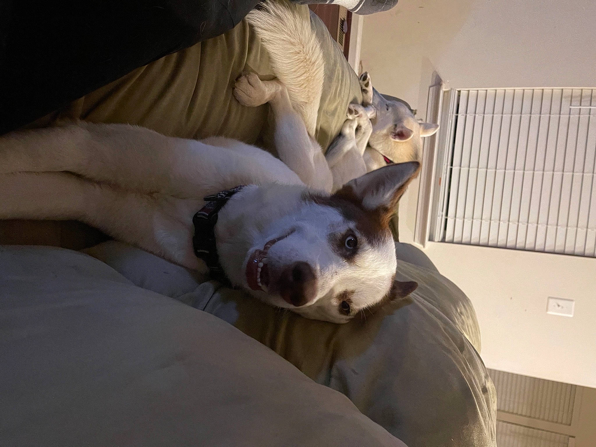 Max is registered to the contest to win money with this photo: carnivore, comfort, companion_dog, couch, dog, dog_breed, ear, fawn, felidae, fur, nap, paw, room, small_to_medium_sized_cats, snout, sporting_group, terrestrial_animal, toy_dog, whiskers, working_animal