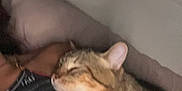 Blue participe au concours pour gagner de l'argent avec cette photo : cat, tabby_cat, sleeping, snuggling, person, hand, paw, indoor, cozy, couch, clothing, ring, feline, pet, resting, comfort, close_up, affection, blur, casual