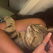 Blue a rejoint le concours — aidez-le/la à gagner de superbes lots ! cat, tabby_cat, pet, animal, feline, person, arm, hand, bracelet, ring, nail_polish, hug, indoor, closeup, fur, whiskers, relaxed, cuddle, domestic_animal, comfort