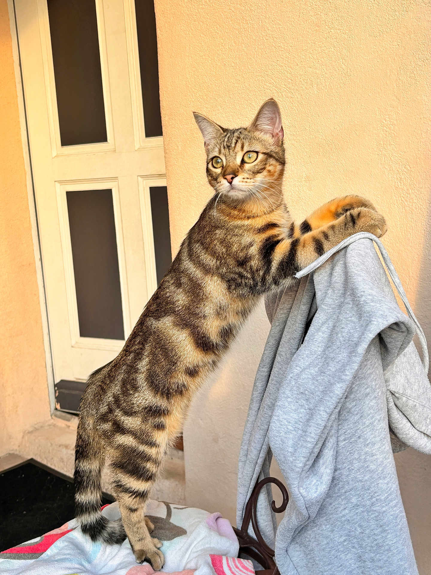 Blue a rejoint le concours — aidez-le/la à gagner de superbes lots ! cat, tabby, pet, animal, indoor, curious, hoodie, clothing, chair, door, wall, feline, striped, paws, alert, standing, fur, whiskers, ears, tail