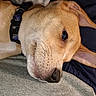 Ace joined the competition — help win amazing prizes! animal, canine, close_up, collar, comfort, companion, dog, domestic_animal, ears, face, fur, indoor, pet, portrait, relaxed, resting, sleepy, snout, soft_surface, whiskers