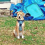 Ace is registered to the contest to win money with this photo: animal, background, blue_tarp, brown_dog, canine, daylight, dog, domestic_animal, door, front_yard, grass, harness, house, leaves, nature, outdoor, pet, plastic_container, sitting, yard