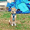 animal, background, blue_tarp, brown_dog, canine, daylight, dog, domestic_animal, door, front_yard, grass, harness, house, leaves, nature, outdoor, pet, plastic_container, sitting, yard