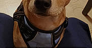 Ace joined the competition — help win amazing prizes! animal, attention, brown_dog, canine, close_up, companion, cute, dog, domestic_animal, floor, harness, indoor, lock_screen, looking_up, news_widget, paws, pet, phone_screen, time_display, wooden_floor