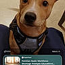 animal, attention, brown_dog, canine, close_up, companion, cute, dog, domestic_animal, floor, harness, indoor, lock_screen, looking_up, news_widget, paws, pet, phone_screen, time_display, wooden_floor