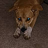 Ace is registered to the contest to win money with this photo: animal, brown_dog, canine, carpet, dog, domestic_animal, ears, flash, floor, front_view, glowing_eyes, indoor, looking, low_light, lying_down, paws, pet, quiet, resting, shadow