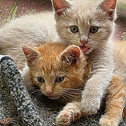 Toodles joined the competition — help win amazing prizes! adorable, animal, blanket, cat, closeup, companionship, cute, ears, feline, friendship, fur, kitten, outdoor, pet, playful, resting, snuggling, texture, whiskers, young