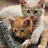 adorable, animal, blanket, cat, closeup, companionship, cute, ears, feline, friendship, fur, kitten, outdoor, pet, playful, resting, snuggling, texture, whiskers, young