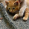 Toodles is registered to the contest to win money with this photo: adorable, animal, cat, cute, ears, eyes, fur, greenery, kitten, mat, nature, outdoor, paws, pet, playful, resting, snuggling, texture, whiskers, young