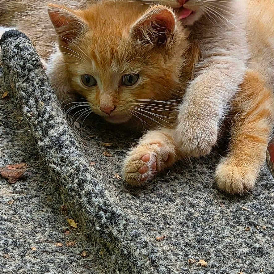 Toodles