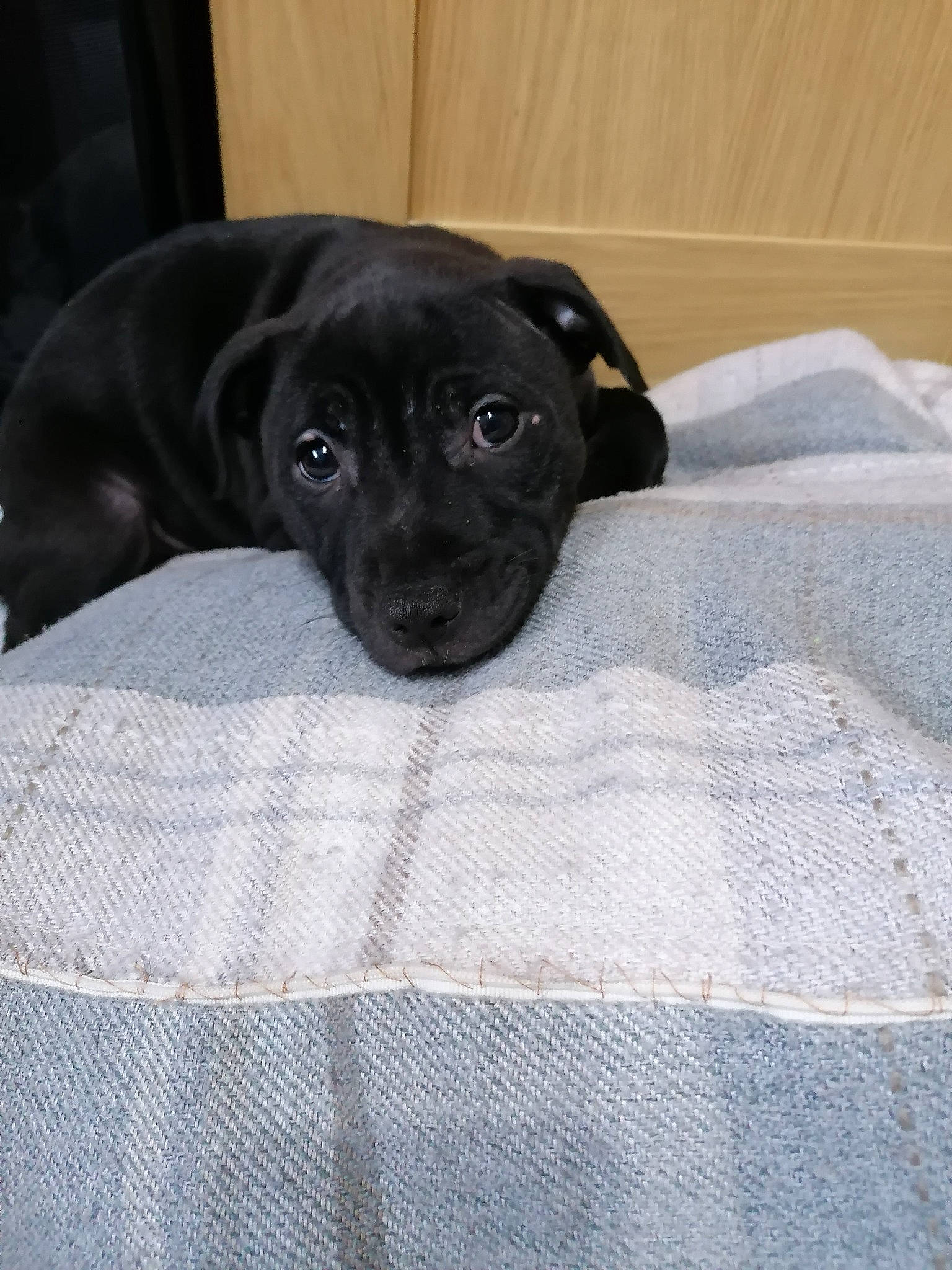 Bonnie joined the competition — help win amazing prizes! borador, canidae, carnivore, comfort, companion_dog, dog, dog_breed, fur, grey, guard_dog, gun_dog, linens, non_sporting_group, pattern, plaid, snout, sporting_group, terrestrial_animal, whiskers, working_animal