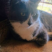 Isabella joined the competition — help win amazing prizes! cat, gray_cat, white_fur, whiskers, close_up, indoor, window_light, resting, pet, feline, soft_surface, animal, domestic_cat, side_view, curious, ears, face, fur_texture, relaxed, natural_light