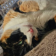 Tylie participe au concours pour gagner de l'argent avec cette photo : cat, calico_cat, pet, indoor, close_up, fur, green_eyes, pink_nose, whiskers, relaxed, lying_down, blanket, soft_texture, window, natural_light, animal, cute, domestic, portrait, feline