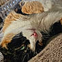 cat, calico_cat, pet, indoor, close_up, fur, green_eyes, pink_nose, whiskers, relaxed, lying_down, blanket, soft_texture, window, natural_light, animal, cute, domestic, portrait, feline